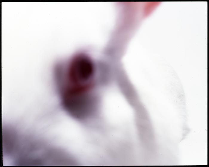 White Rabbit,  Gray Creates